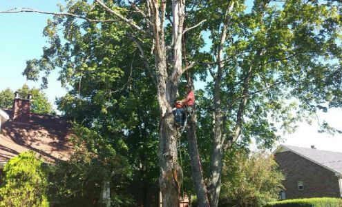 Broadleaf Tree care 380 Meadows Rd, Portland Tennessee 37148