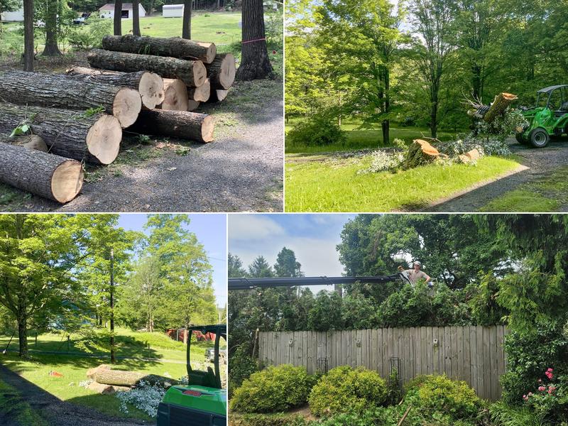 Tipping Timber Tree Removal