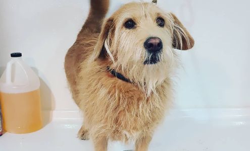 Hair of the Dog 2607 Fisher Dr, Cornville Arizona 86325