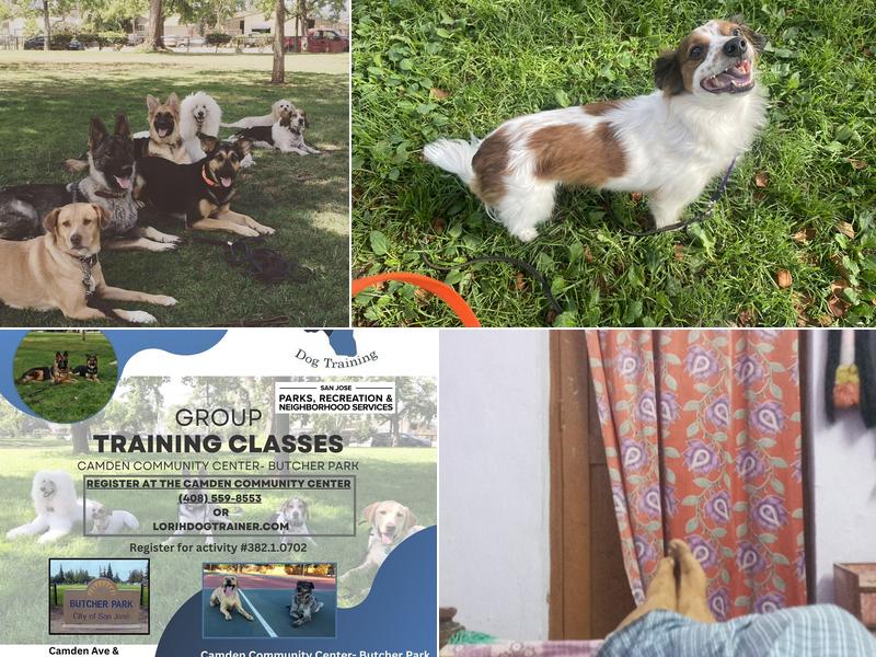 Lori Hamilton's Dog Training