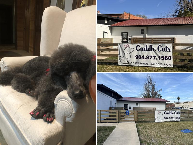 Cuddle Cuts Grooming