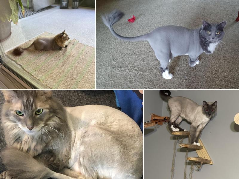 Housecall Cat Grooming By Esme