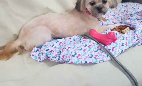 Fluffy Doggies Grooming Salon