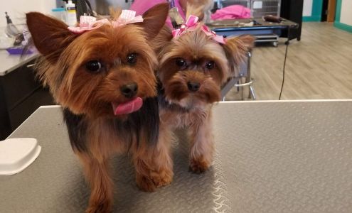 My Dog Groomer 7225 S Durango Dr, Las Vegas Nevada 89113