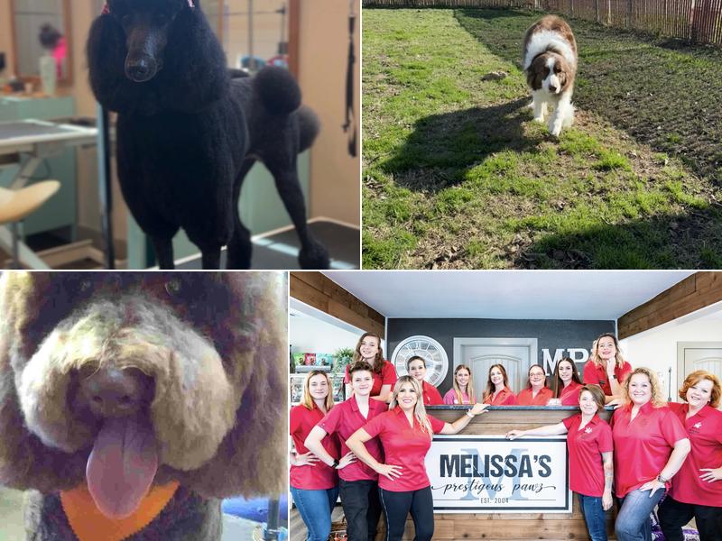 Melissa’s Prestigious Pawz 2