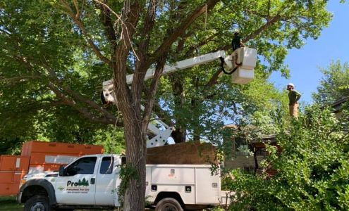 Professional Tree Care