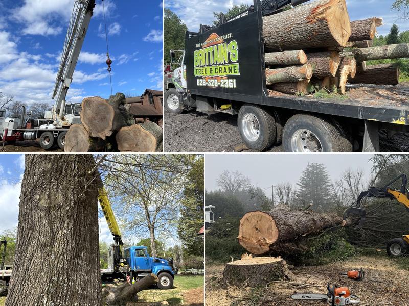 Brittain Tree Care