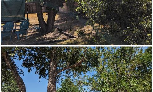 ????Snappy's Tree Trimming & Removal Service