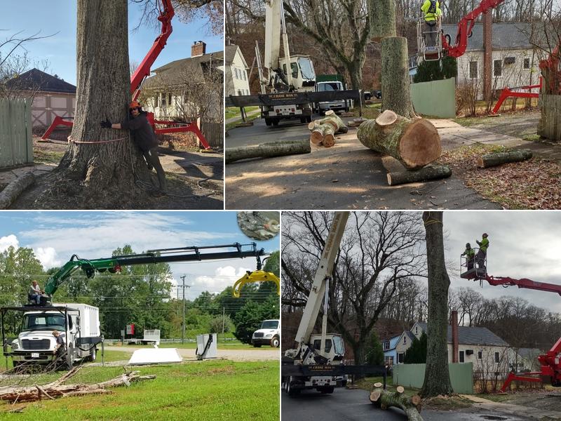 Northeast Tree Expert Co.Inc.