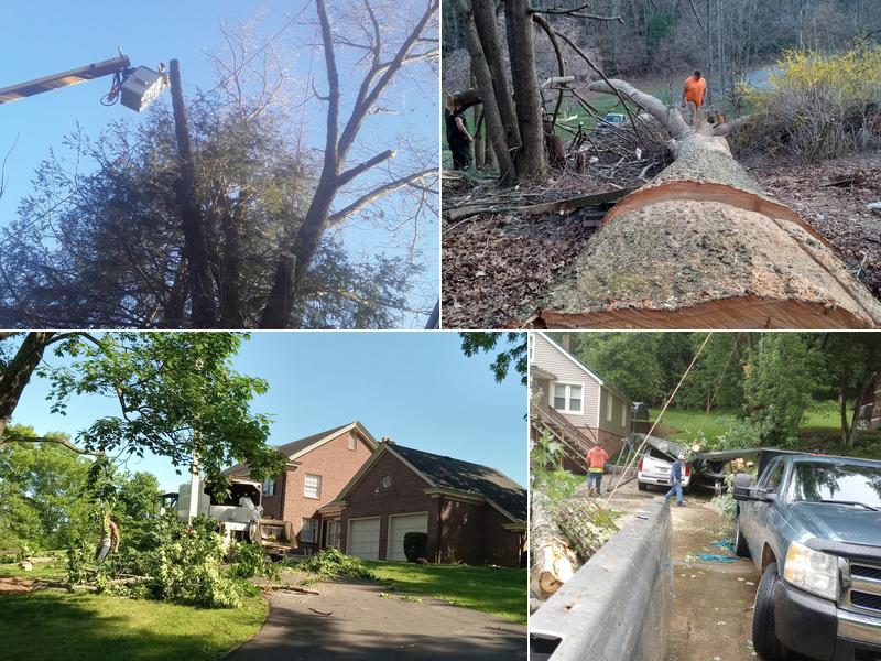 S.S Estep Tree Experts