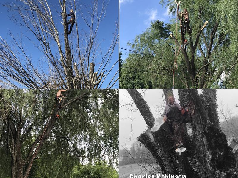 Robinson Tree service