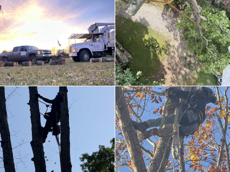 All Precision Tree and Vegetation Services