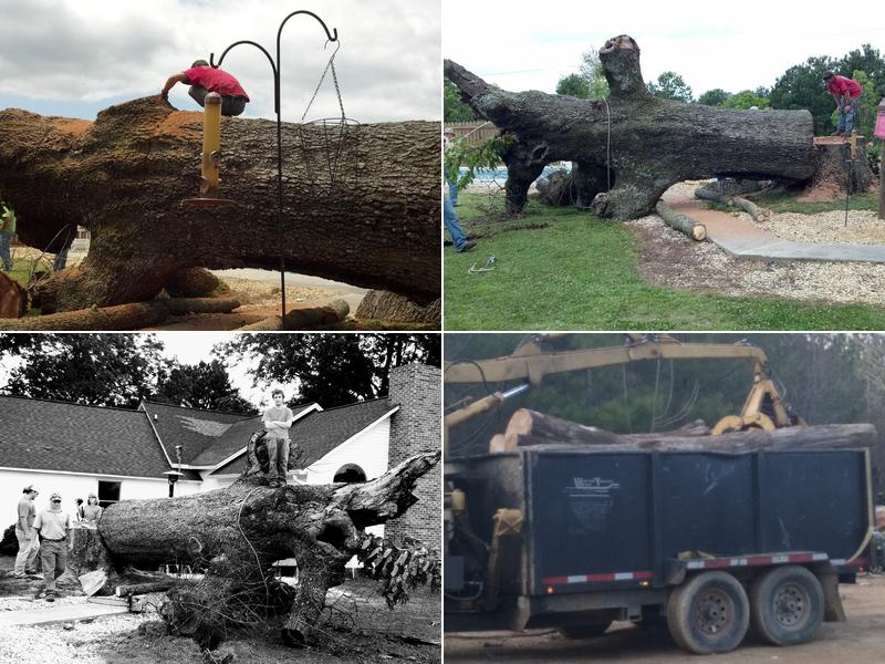 Weavers tree service