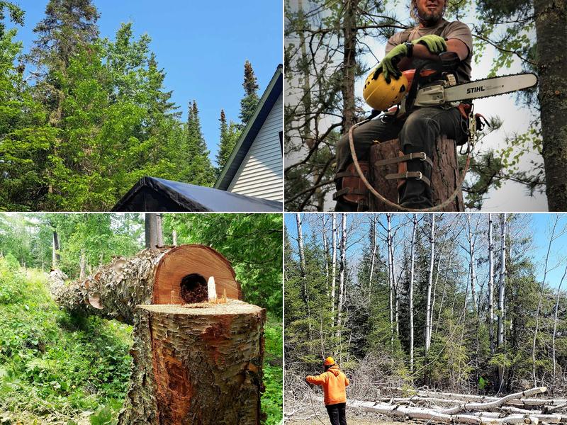 Beartooth Tree Service