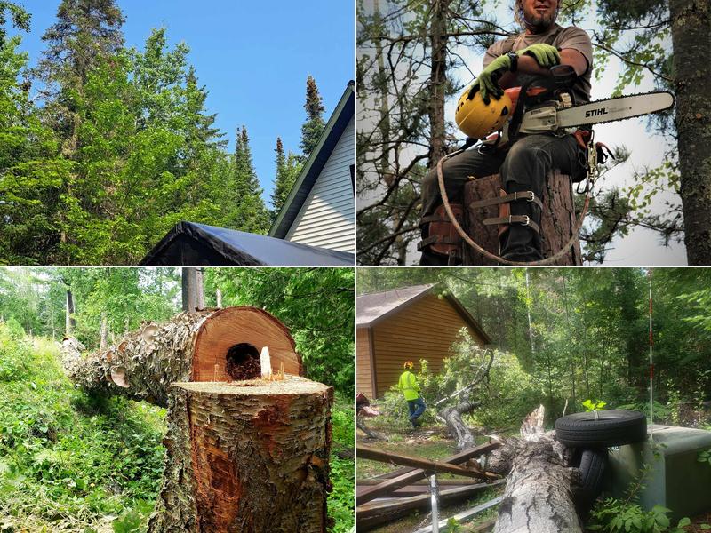 Beartooth Tree Service