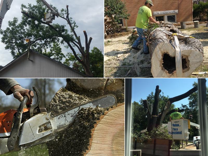 Chuck Thomas Tree Service