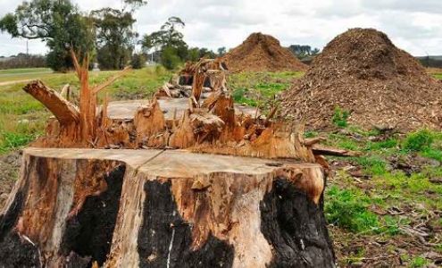 Morgan Tree Service 56 Jims Rd, Lena Mississippi 39094