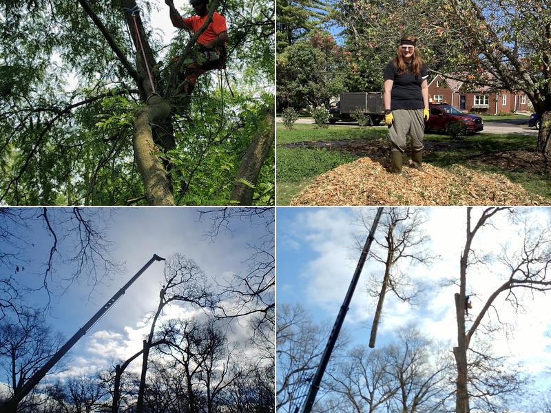 Tipstar Tree Service LLC