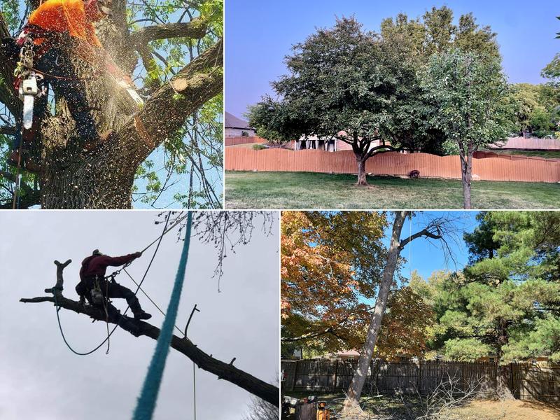 Andy's Tree & Landscape