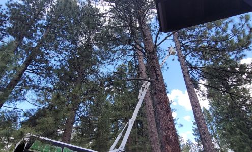 Arbor Pros LLC 1350 Stardust St # D, Reno Nevada 89503