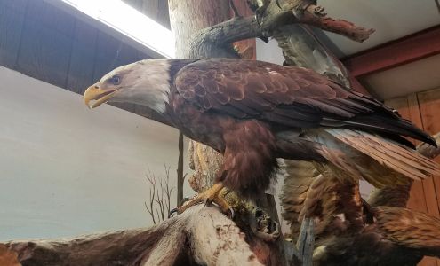 Bud Jones Taxidermy & Decorating 359 GA-120, Tallapoosa Georgia 30176