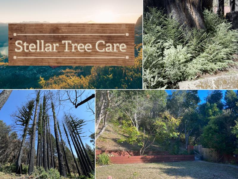 Stellar Tree Care