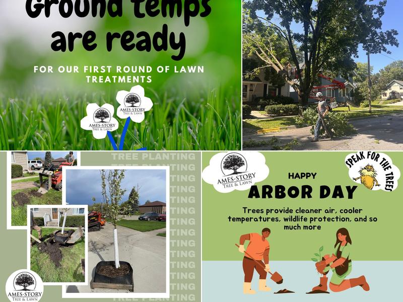Ames Story Tree & Lawn