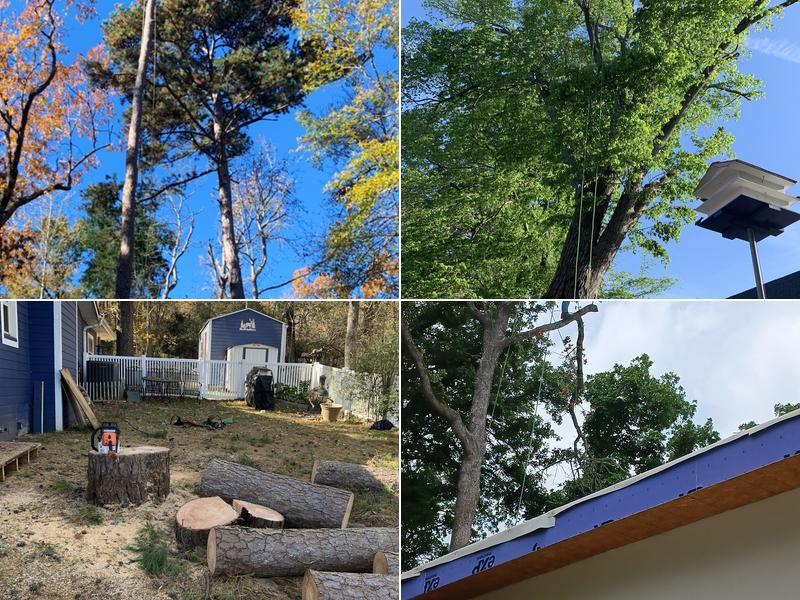 Tree Brother Tree Service