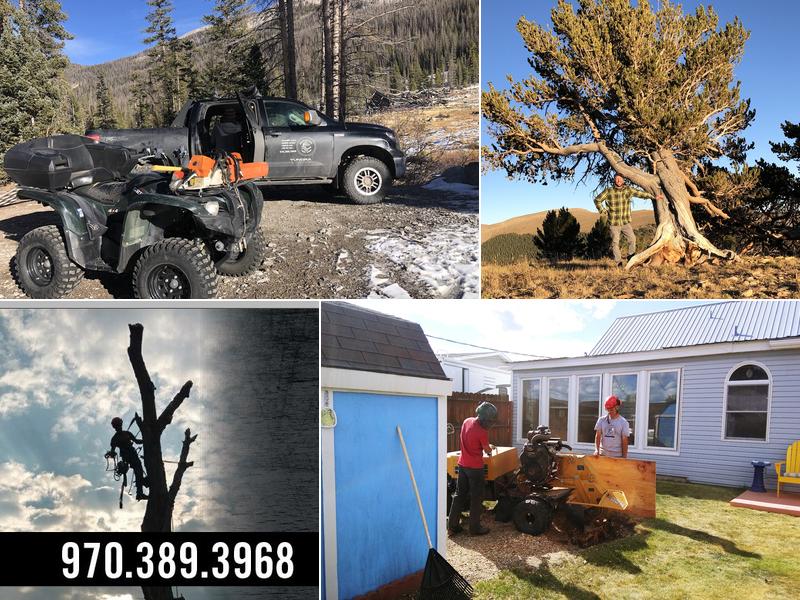 Bristlecone Tree Care