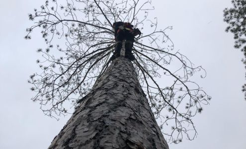 Timberwolf Tree Care, LLC 3276 N State Rd, Harbor Springs Michigan 49740