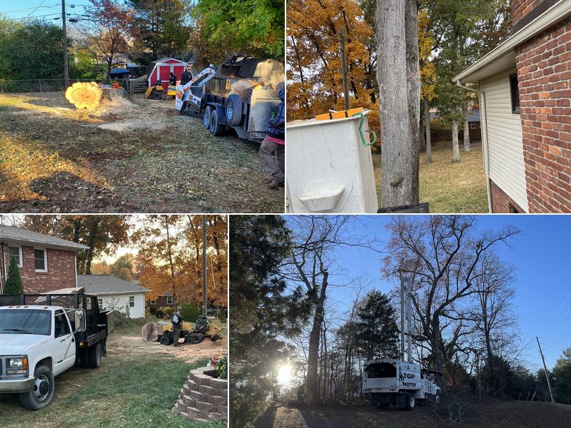 A Top Notch Tree Service