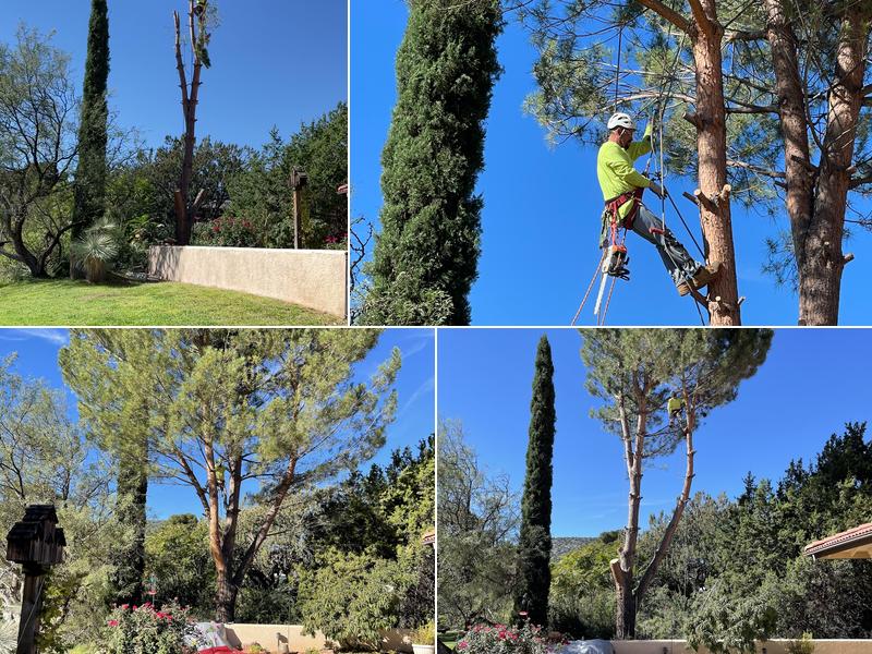 Fernando’s Tree Service and Maintenance