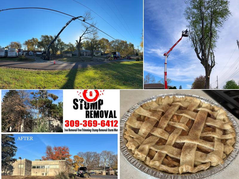 Fischer Tree & Stump Removal