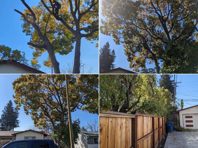 John Thompson Tree Expert LLC