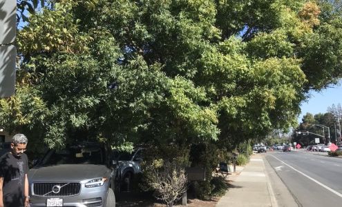 Vian Tree Care Menlo Park California 94026