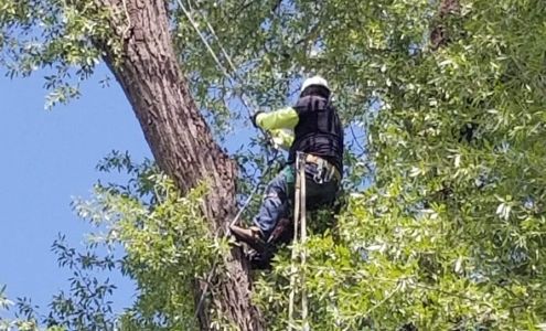Lucas Tree Services
