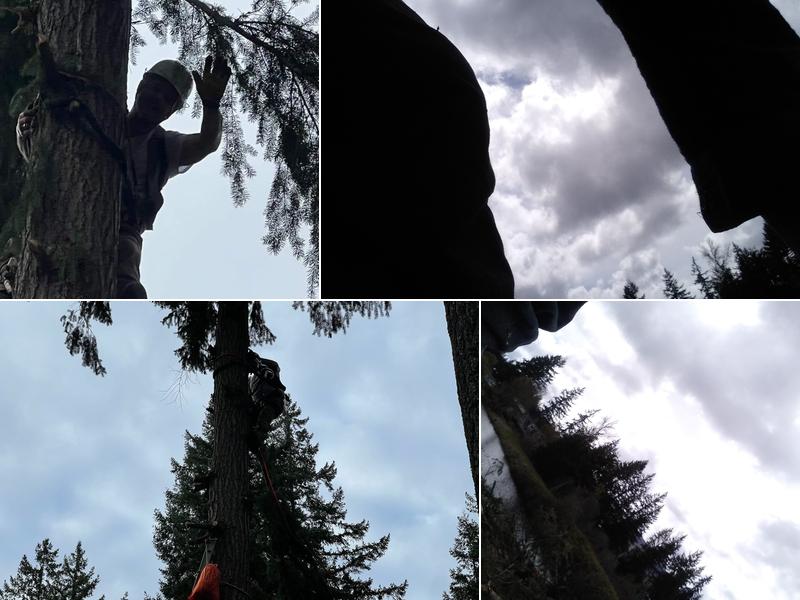 Fisherrmann's tree & Handyman services