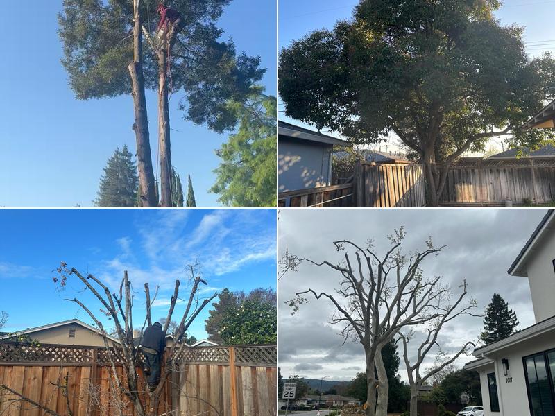 Cavara Tree Services