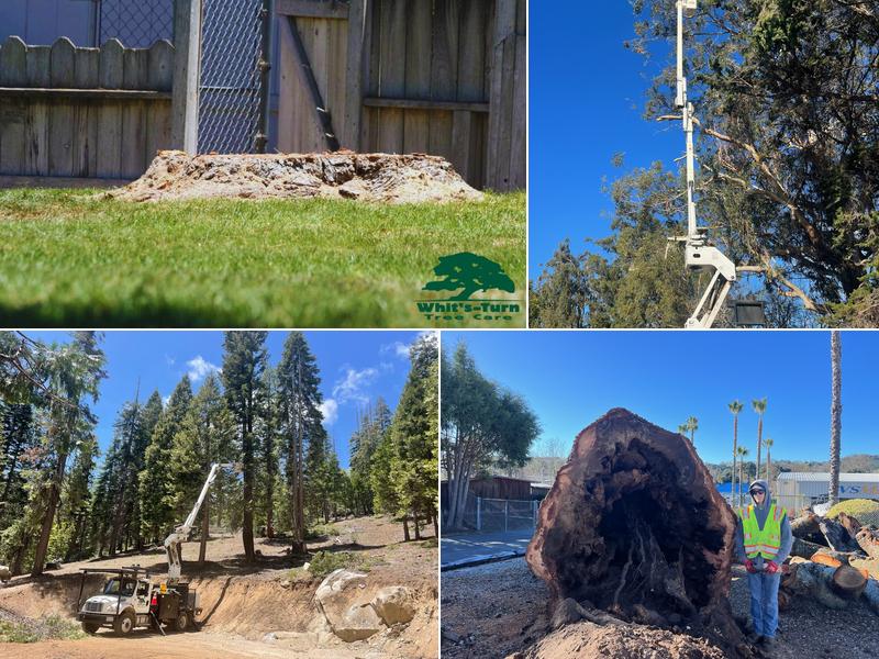 Whit's-Turn Tree Care