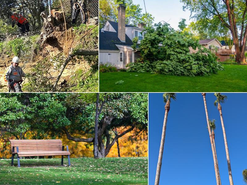 One Tripp Tree Service