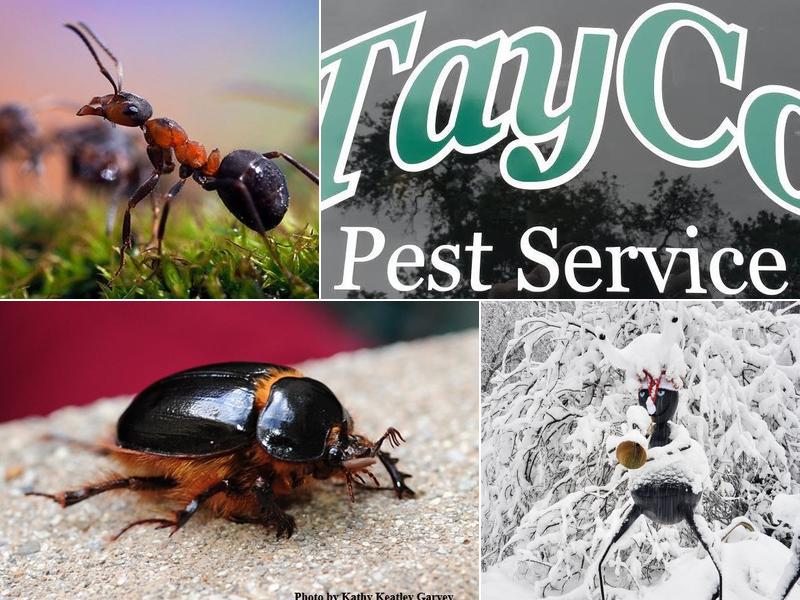 Tayco Pest Services