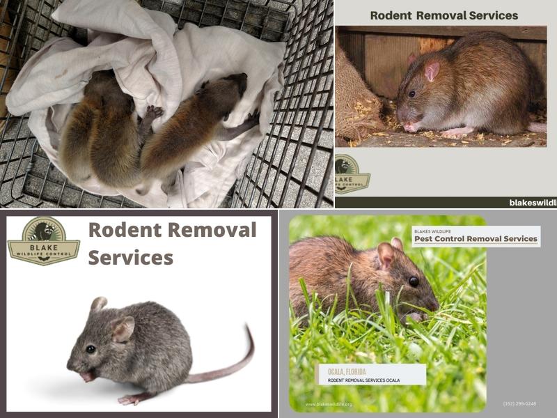 Blakes Wildlife | Pest Control Removal Services