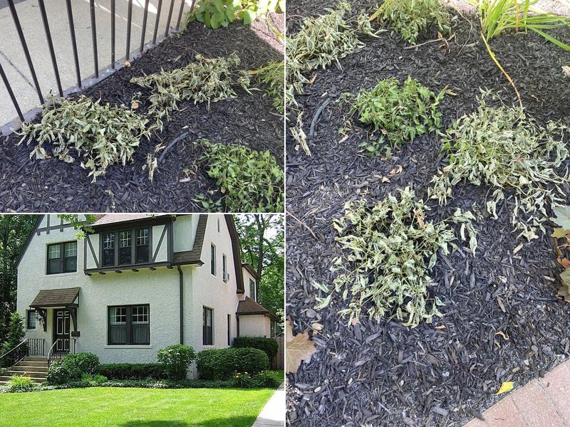 Herrera Landscape & Snow Removal