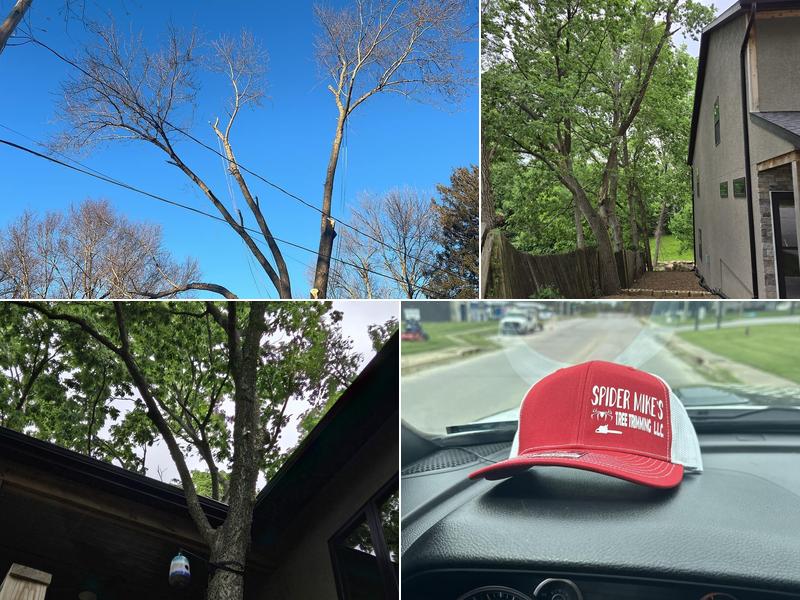 Spidermike’s Tree Trimming
