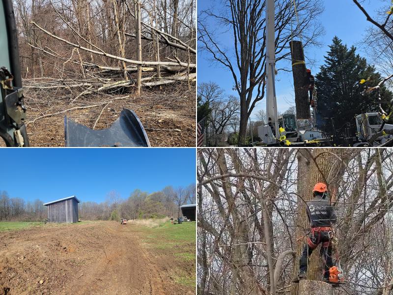 White Oak Tree Expert