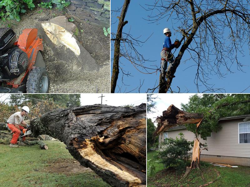 Tree Care Brantford