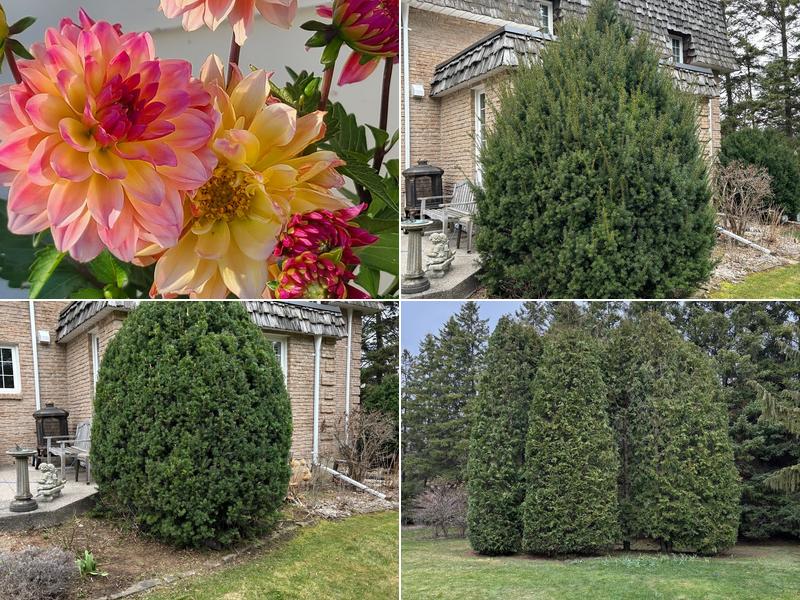 The Tree Fellers Inc.