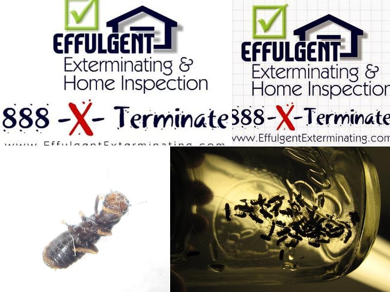 Effulgent Exterminating & Home Inspection