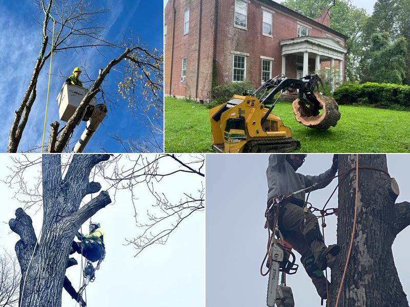 Mid-TN Tree Service