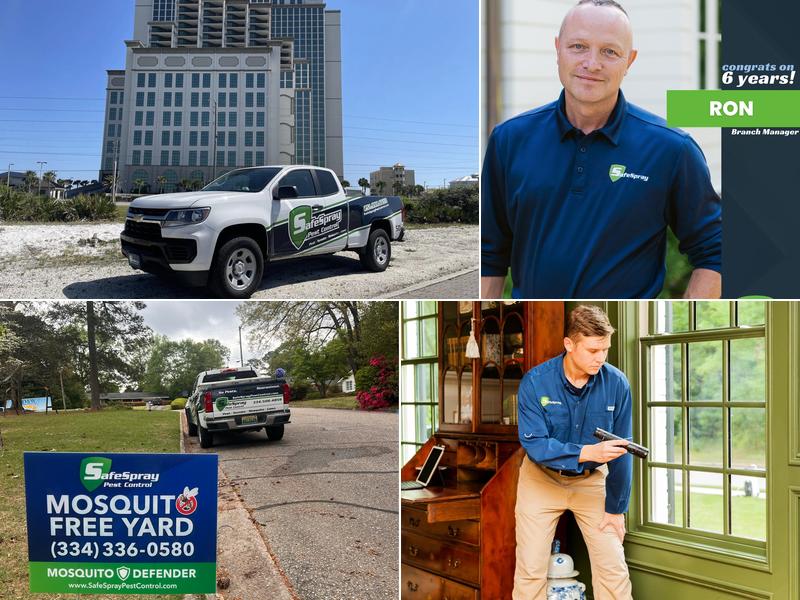 SafeSpray Pest Control and Termite